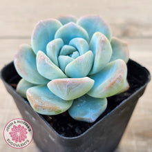 Load image into Gallery viewer, Echeveria 'Ice Green'
