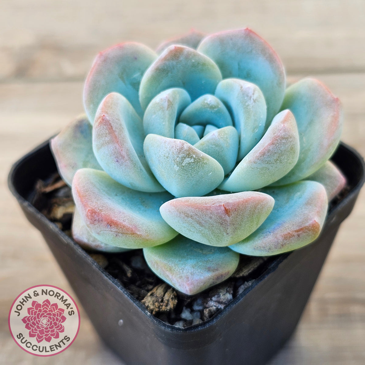 Echeveria 'Ice Green'
