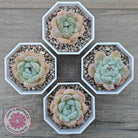 Echeveria 'Ice Lich'