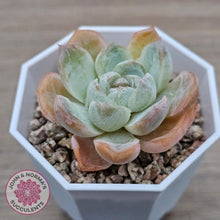 Load image into Gallery viewer, Echeveria &#39;Ice Lich&#39; - John &amp; Norma&#39;s Succulents Australia
