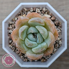 Load image into Gallery viewer, Echeveria &#39;Ice Lich&#39; - John &amp; Norma&#39;s Succulents Australia
