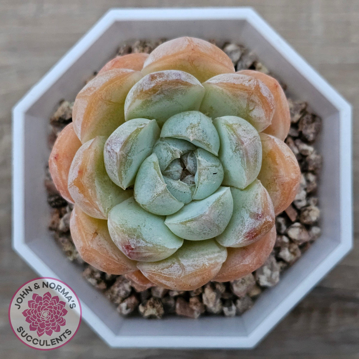 Echeveria 'Ice Lich'
