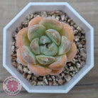 Echeveria 'Ice Lich'