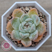 Load image into Gallery viewer, Echeveria &#39;Ice Lich&#39; - John &amp; Norma&#39;s Succulents Australia
