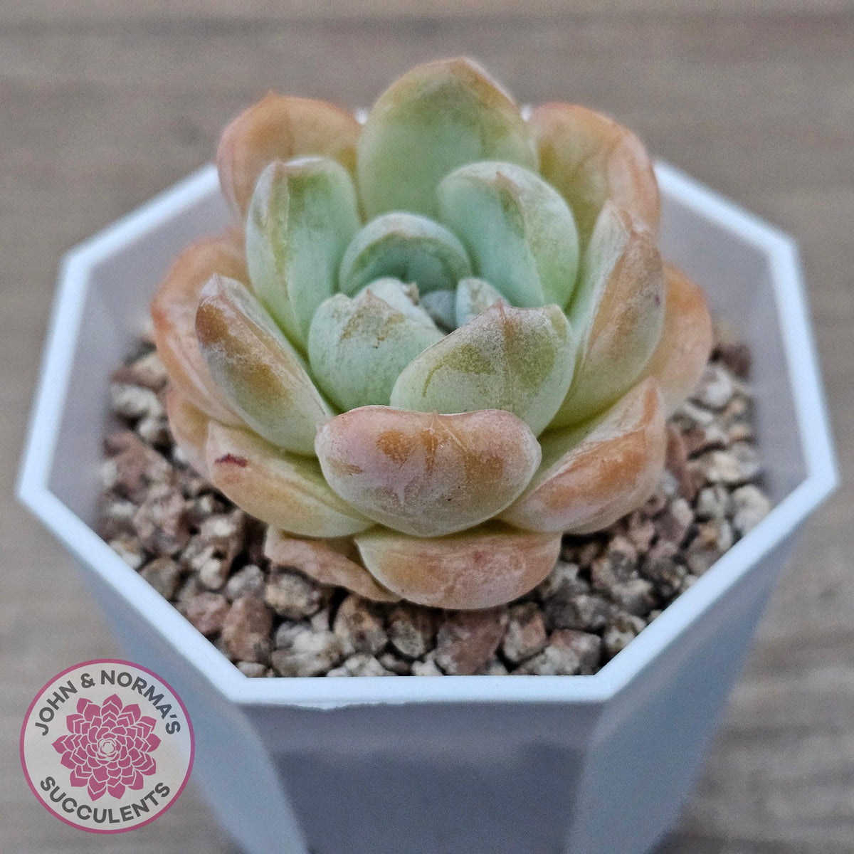 Echeveria 'Ice Lich'