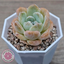 Load image into Gallery viewer, Echeveria &#39;Ice Lich&#39; - John &amp; Norma&#39;s Succulents Australia
