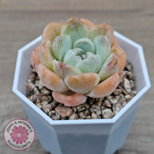 Load image into Gallery viewer, Echeveria &#39;Ice Lich&#39; - John &amp; Norma&#39;s Succulents Australia
