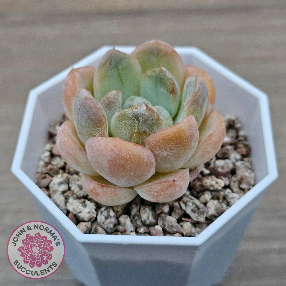 Echeveria 'Ice Lich'