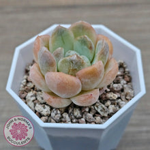 Load image into Gallery viewer, Echeveria &#39;Ice Lich&#39; - John &amp; Norma&#39;s Succulents Australia
