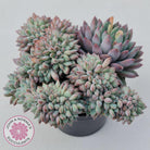 Echeveria 'Ice Princess' crest