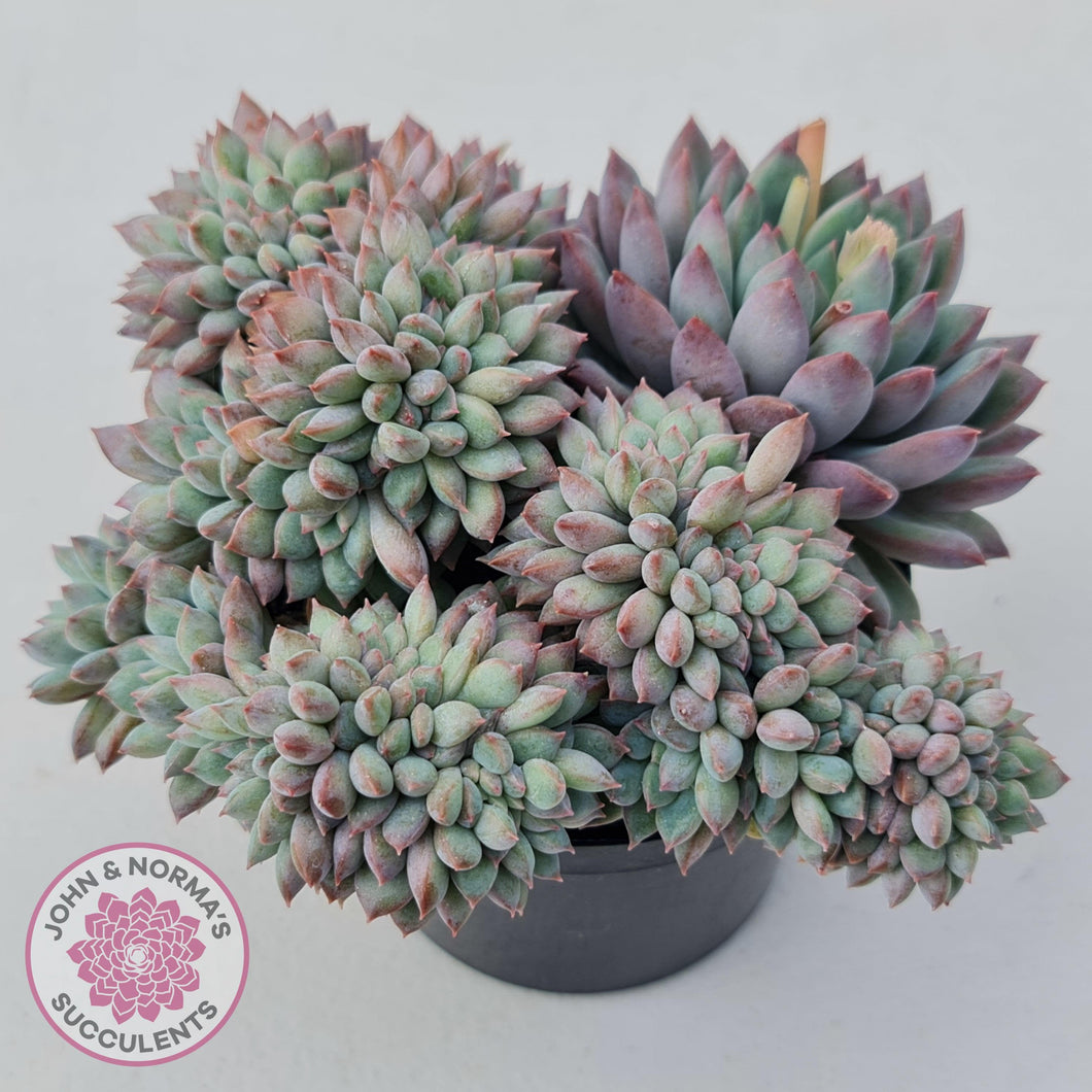 Echeveria 'Ice Princess' crest - John & Norma's Succulents Australia