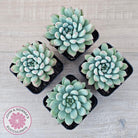 Echeveria 'Ice Princess'