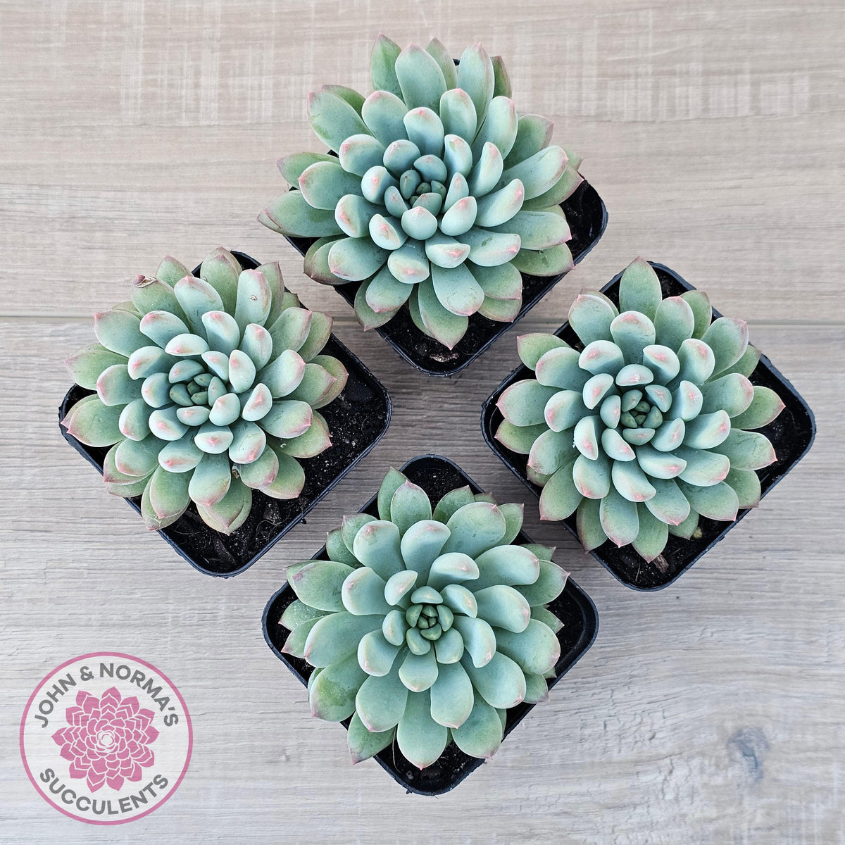 Echeveria 'Ice Princess'