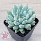 Echeveria 'Ice Princess'