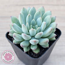 Load image into Gallery viewer, Echeveria &#39;Ice Princess&#39; - John &amp; Norma&#39;s Succulents Australia
