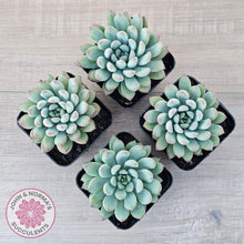 Load image into Gallery viewer, Echeveria &#39;Ice Princess&#39; - John &amp; Norma&#39;s Succulents Australia
