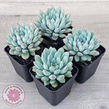 Load image into Gallery viewer, Echeveria &#39;Ice Princess&#39; - John &amp; Norma&#39;s Succulents Australia
