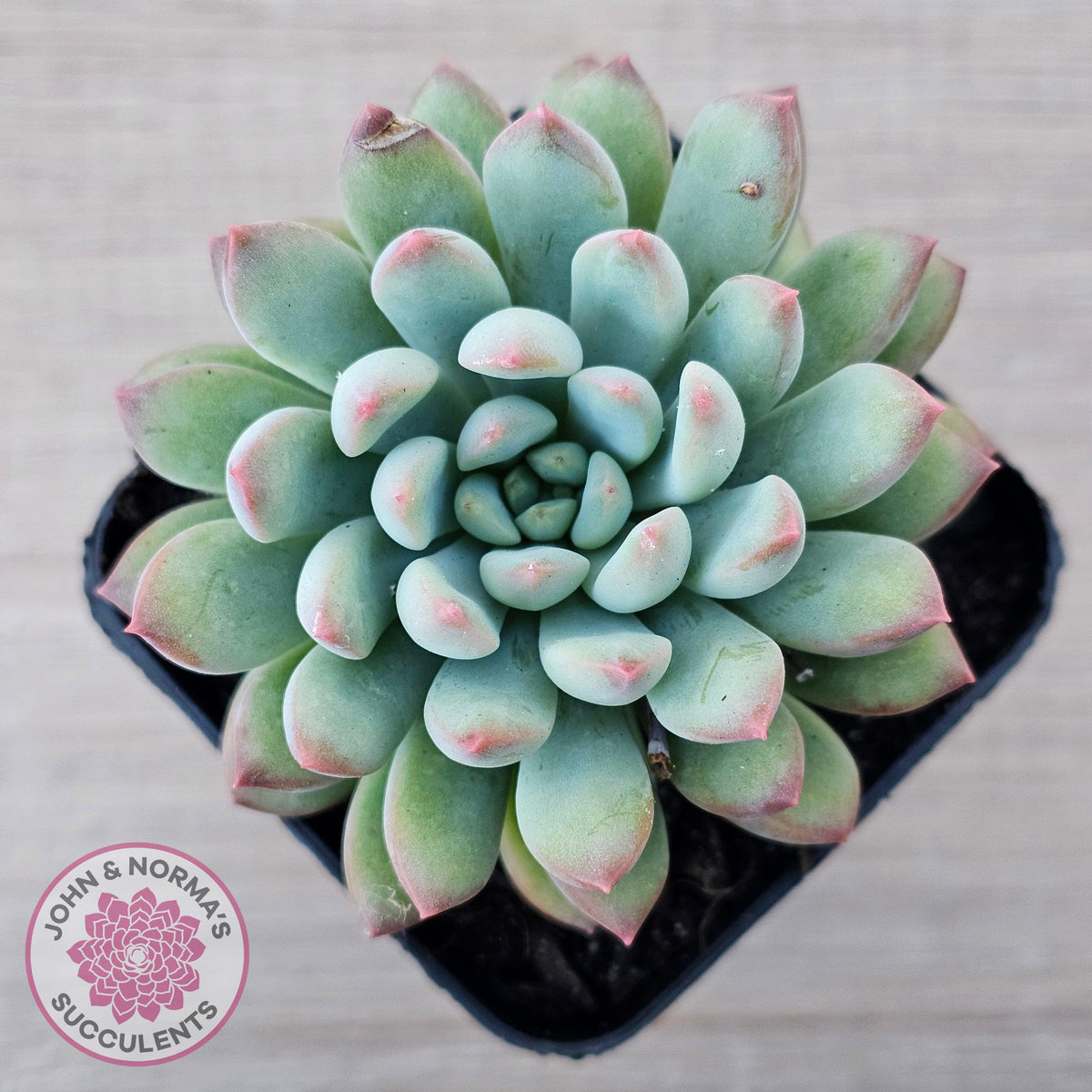 Echeveria 'Ice Princess'
