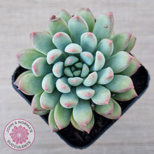 Load image into Gallery viewer, Echeveria &#39;Ice Princess&#39; - John &amp; Norma&#39;s Succulents Australia
