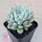 Echeveria 'Ice Princess'
