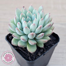 Load image into Gallery viewer, Echeveria &#39;Ice Princess&#39; - John &amp; Norma&#39;s Succulents Australia
