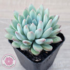 Echeveria 'Ice Princess'