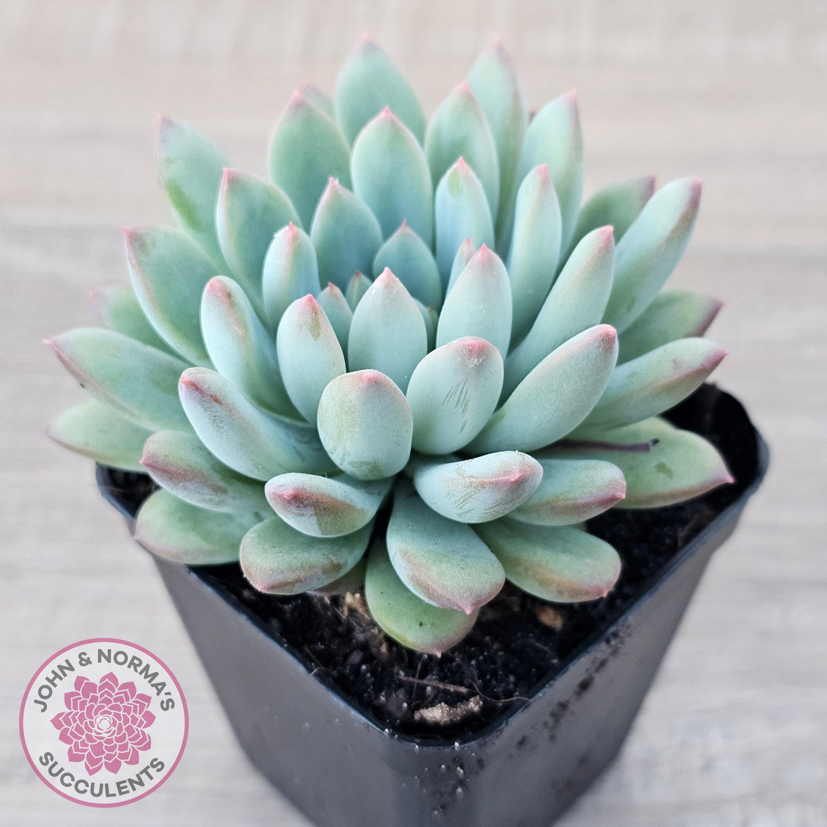 Echeveria 'Ice Princess'