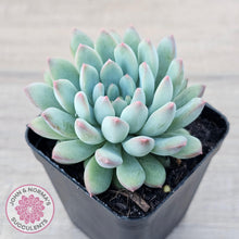 Load image into Gallery viewer, Echeveria &#39;Ice Princess&#39; - John &amp; Norma&#39;s Succulents Australia
