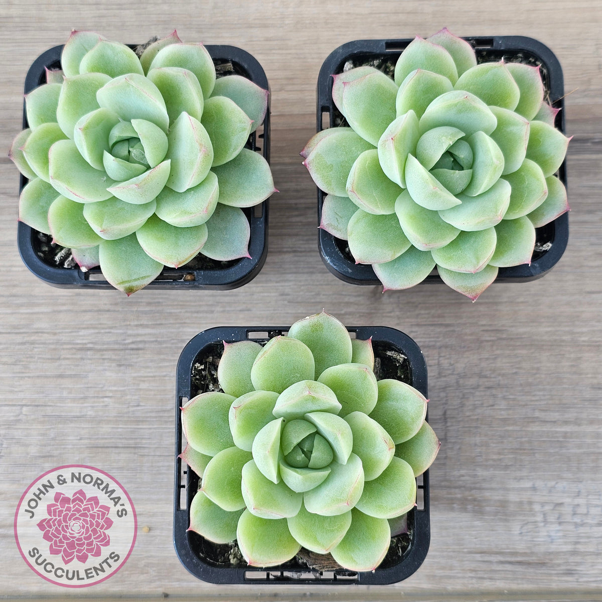 Echeveria 'Ice Queen'