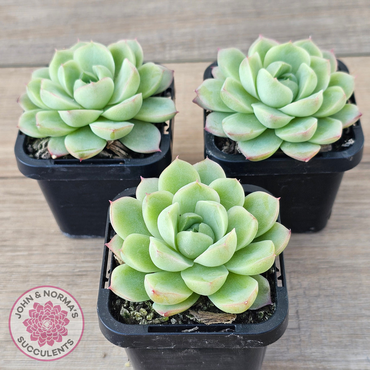 Echeveria 'Ice Queen'