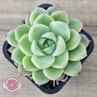Echeveria 'Ice Queen'