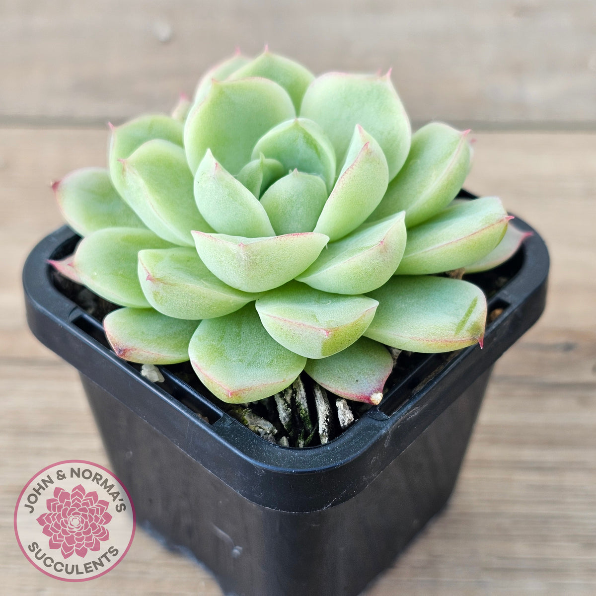 Echeveria 'Ice Queen'