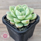 Echeveria 'Ice Queen'