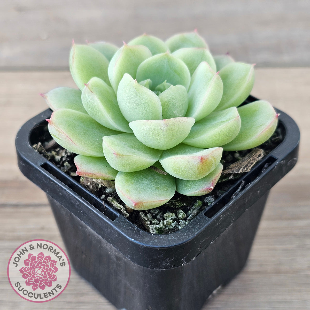 Echeveria 'Ice Queen'