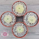 Echeveria 'Ice Queen'