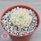 Echeveria 'Ice Queen'