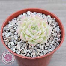 Load image into Gallery viewer, Echeveria &#39;Ice Queen&#39;
