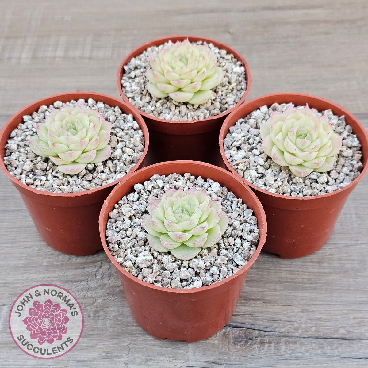 Echeveria 'Ice Queen'