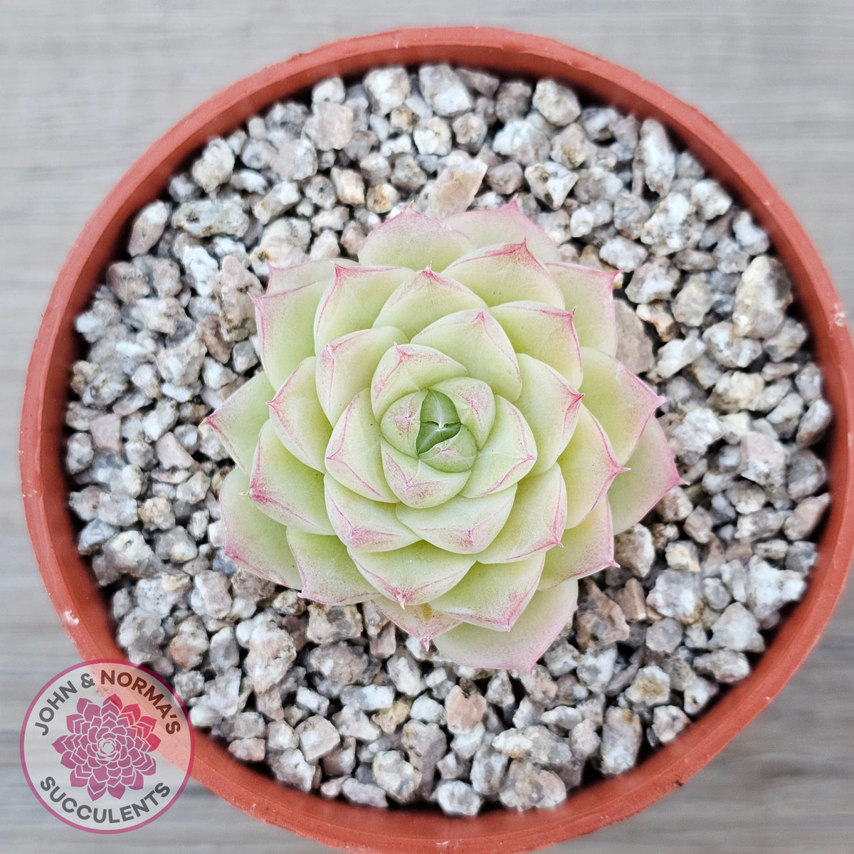 Echeveria 'Ice Queen'