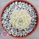 Echeveria 'Ice Queen'