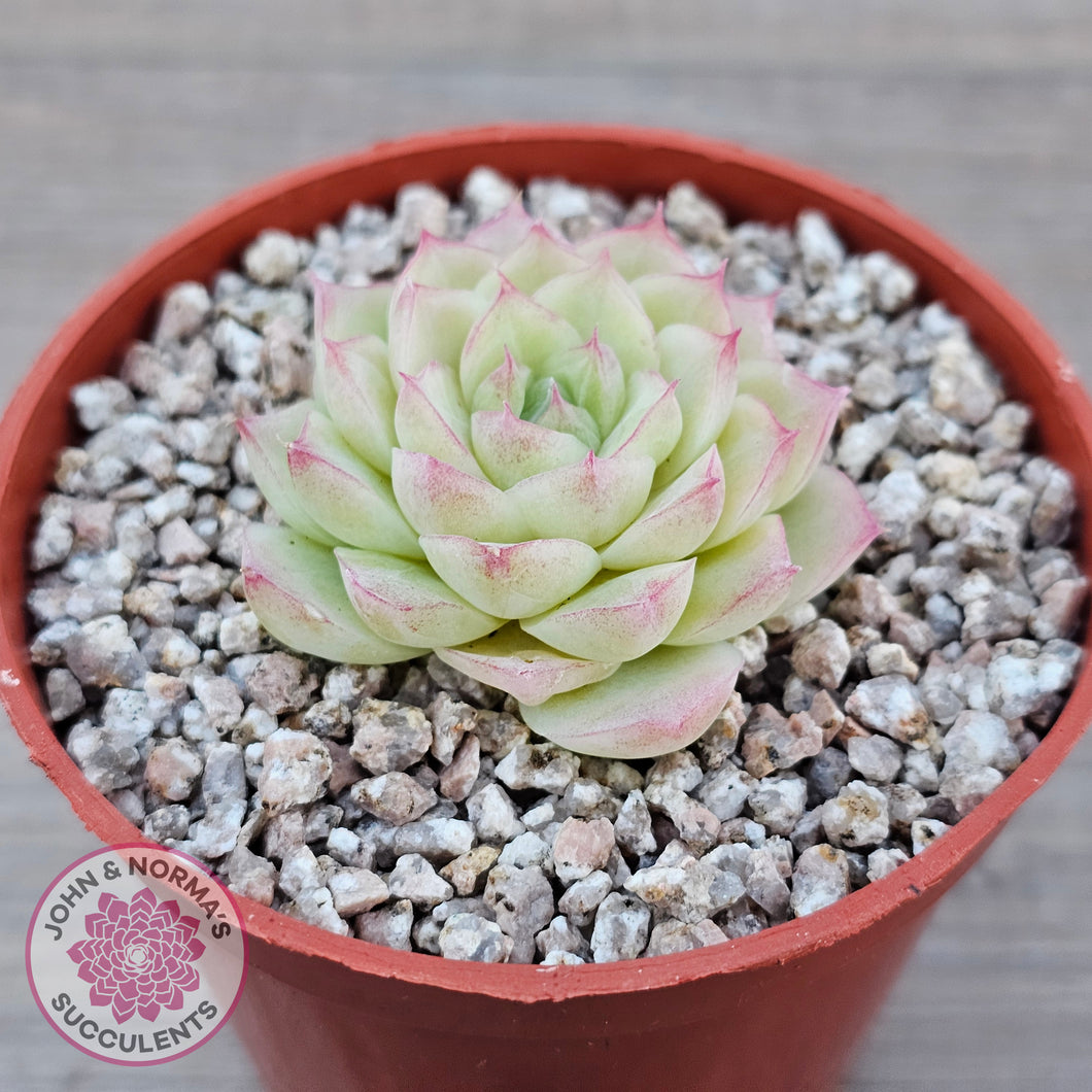 Echeveria 'Ice Queen'