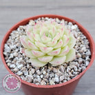 Echeveria 'Ice Queen'