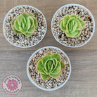 Echeveria 'Ice Rose' Variegated
