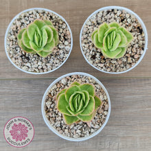 Load image into Gallery viewer, Echeveria &#39;Ice Rose&#39; Variegated - John &amp; Norma&#39;s Succulents Australia
