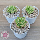 Echeveria 'Ice Rose' Variegated