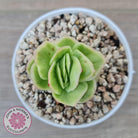 Echeveria 'Ice Rose' Variegated