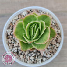 Load image into Gallery viewer, Echeveria &#39;Ice Rose&#39; Variegated - John &amp; Norma&#39;s Succulents Australia
