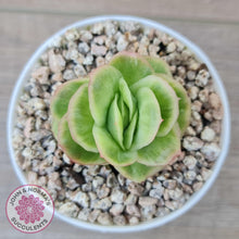 Load image into Gallery viewer, Echeveria &#39;Ice Rose&#39; Variegated - John &amp; Norma&#39;s Succulents Australia
