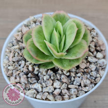 Load image into Gallery viewer, Echeveria &#39;Ice Rose&#39; Variegated - John &amp; Norma&#39;s Succulents Australia
