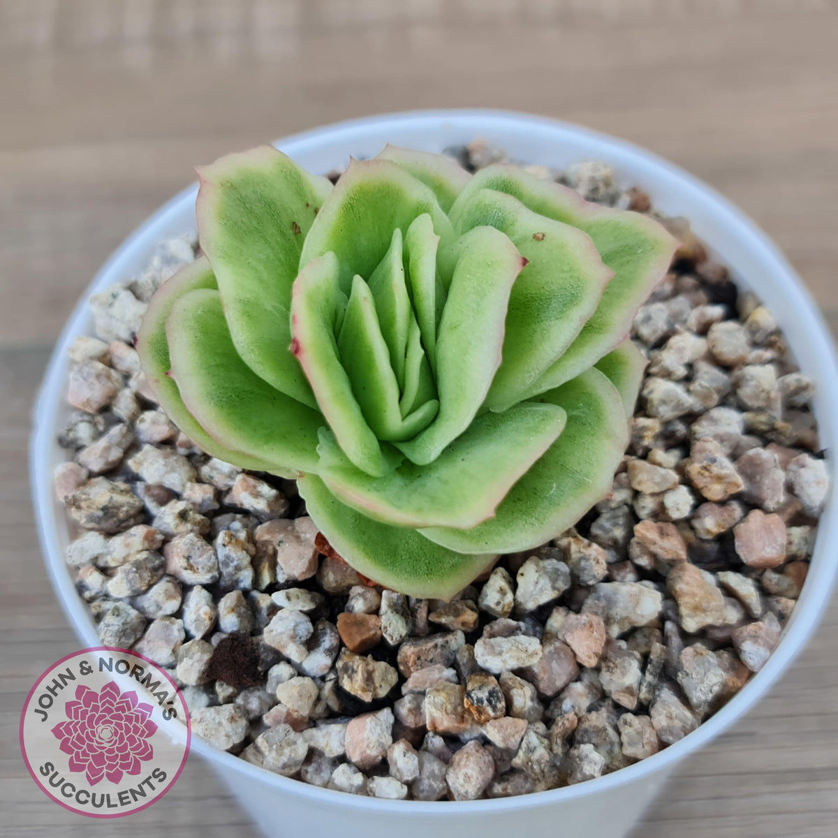 Echeveria 'Ice Rose' Variegated